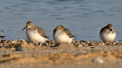 Karakarınlı kumkuşu