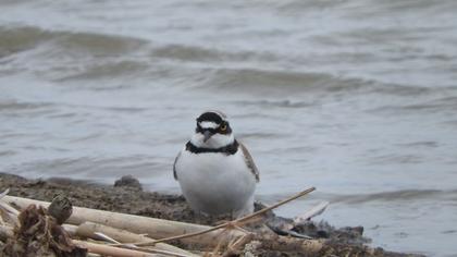 Halkalı küçük cılıbıt