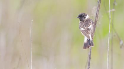 Siberian Stonechat