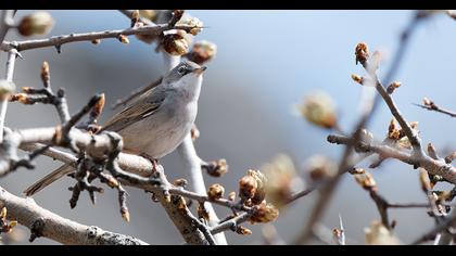 Akgerdanlı ötleğen