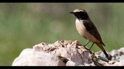 Kızılca kuyrukkakan