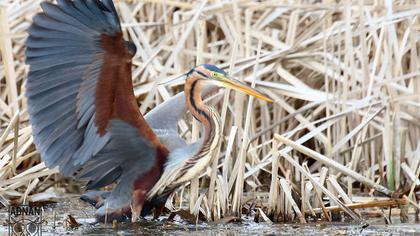 Purple Heron