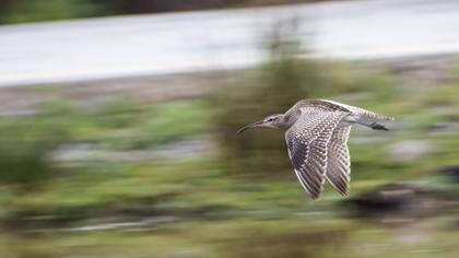 Sürmeli kervançulluğu