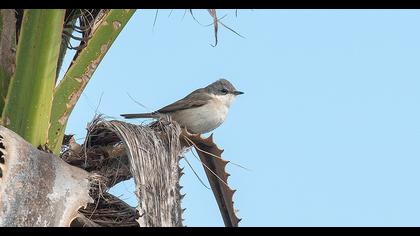 Küçük akgerdanlı ötleğen