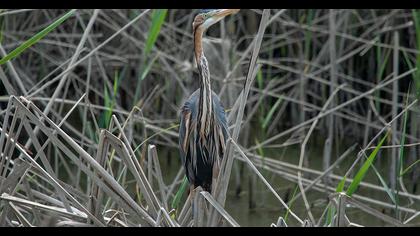 Erguvani balıkçıl
