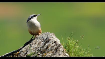 Büyük kaya sıvacısı