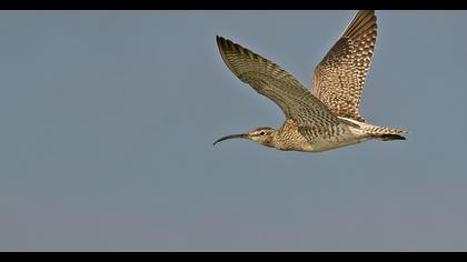 Sürmeli kervançulluğu