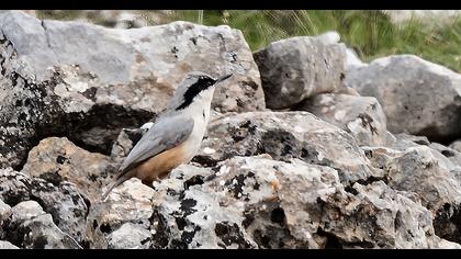 Büyük kaya sıvacısı