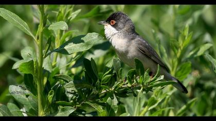 Pembegöğüslü ötleğen