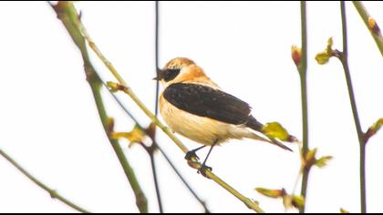 Karakulaklı kuyrukkakan