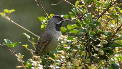 Karaboğazlı ötleğen