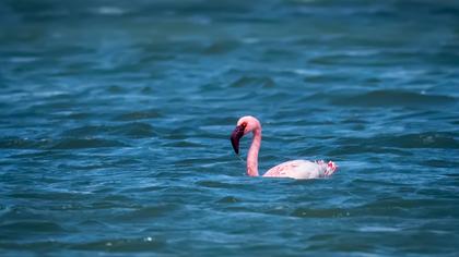 Küçük flamingo