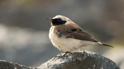Karakulaklı kuyrukkakan