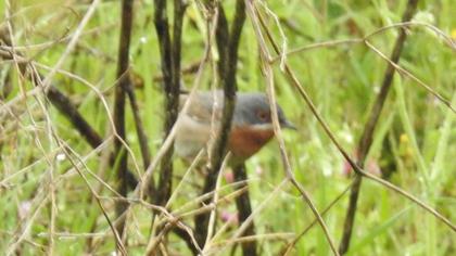 Bıyıklı ötleğen
