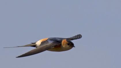 Kızıl kırlangıç