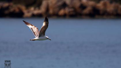 Küçük gümüş martı