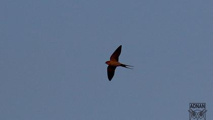 Kızıl kırlangıç