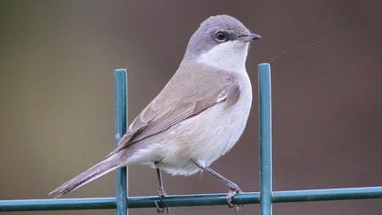 Küçük akgerdanlı ötleğen