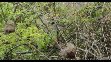 Karabaşlı ötleğen