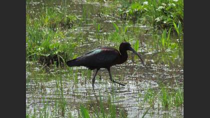 Glossy Ibis