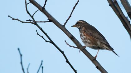 Redwing