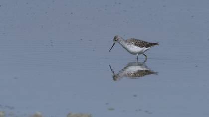 Marsh Sandpiper
