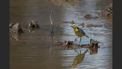 Citrine Wagtail