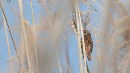 Büyük kamışçın