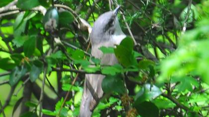Küçük akgerdanlı ötleğen