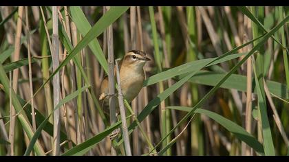 Kındıra kamışçını
