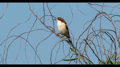 Kızılbaşlı örümcekkuşu
