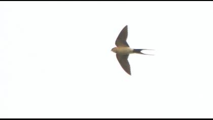 Kızıl kırlangıç