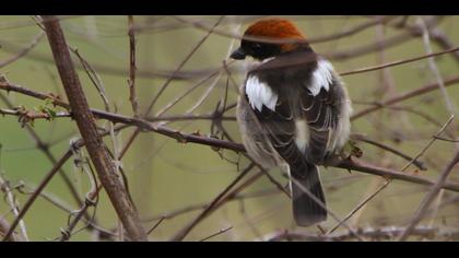 Kızılbaşlı örümcekkuşu