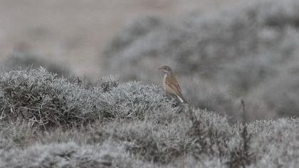 Akgerdanlı ötleğen