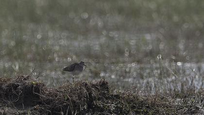 Orman düdükçünü