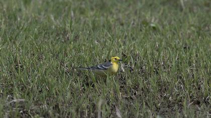 Sarıbaşlı kuyruksallayan
