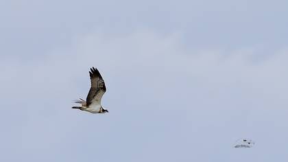 Osprey