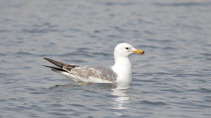 Van gölü martısı