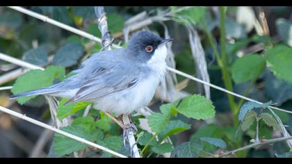 Pembegöğüslü ötleğen
