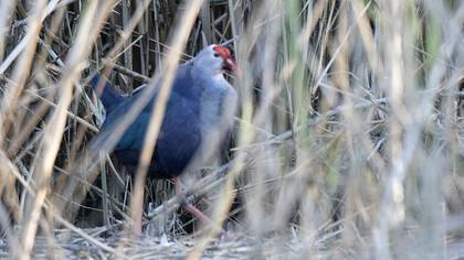 Grey-headed Swamphen