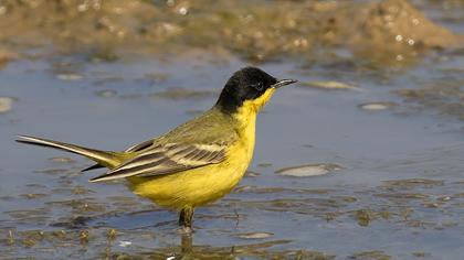 Sarı kuyruksallayan