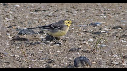Sarıbaşlı kuyruksallayan