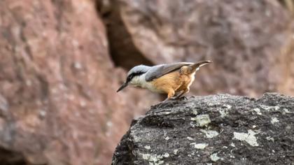 Büyük kaya sıvacısı