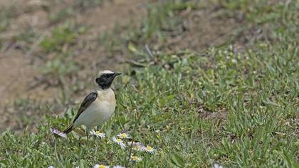 Black-eared Wheatear