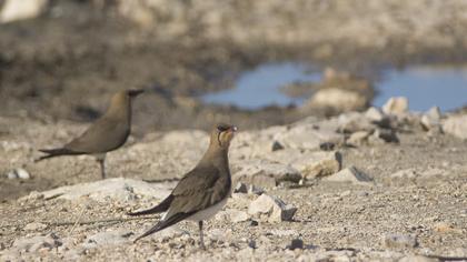 Bataklıkkırlangıcı