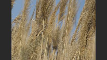 Great Reed Warbler