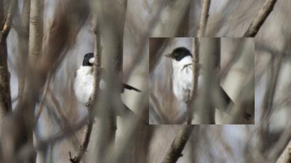 Collared Flycatcher
