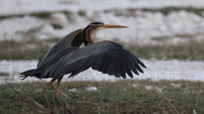 Purple Heron