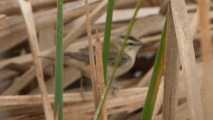 Kındıra kamışçını