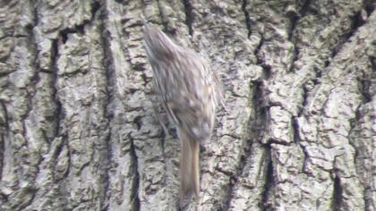 Bahçe tırmaşıkkuşu